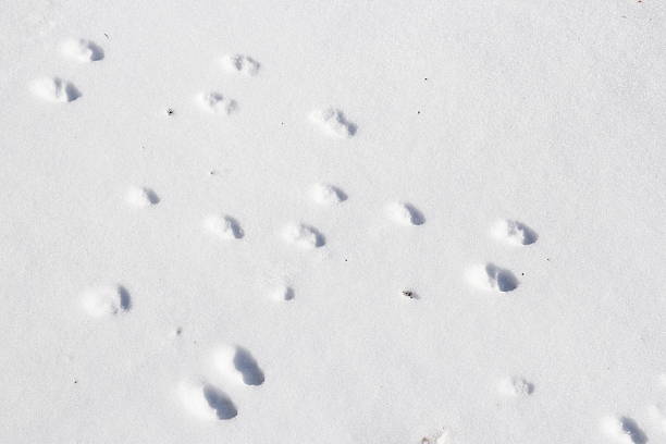 istock Closeup Animal Tracks in Snow 2230667647