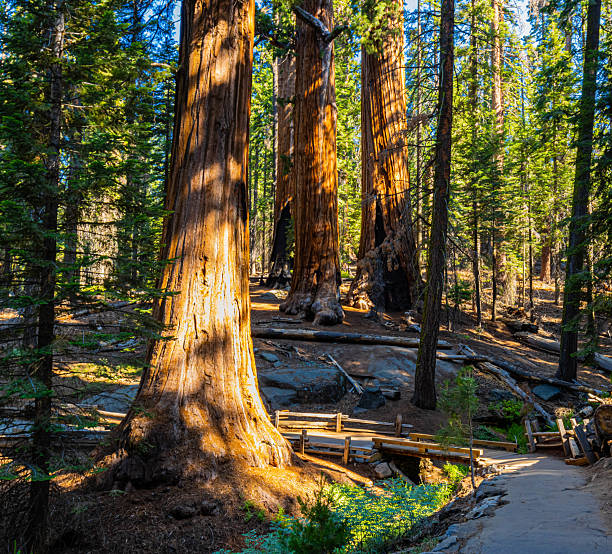 istock The Congress Trail Leading Through Giant Sequoia Trees, 2230667657