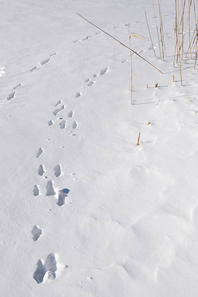 istock Closeup Animal Tracks in Snow 2230667747