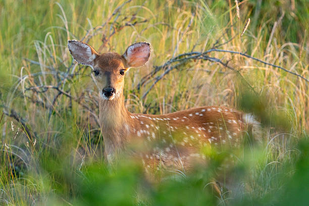 istock White-Tailed Fawn close up #2 2230669735