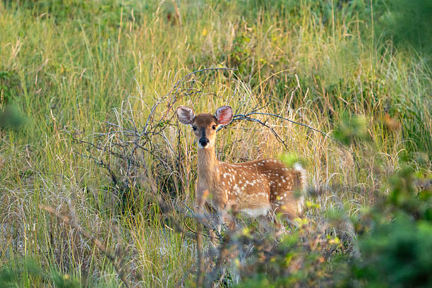 istock White-Tailed Fawn on the dunes #2 2230669937