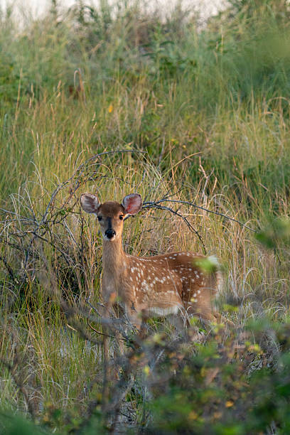 istock White-Tailed Fawn on the dunes #1 2230669939
