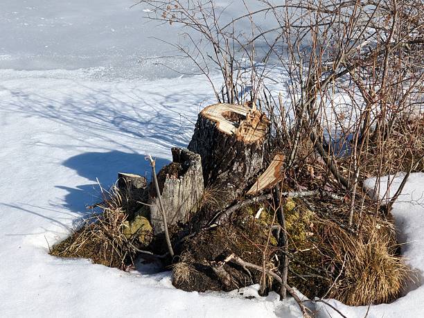 istock Stump of a freshly cut tree 2230670203