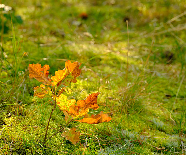 A golden-lit oak sapling adorned with vibrant autumn-hued leaves stands amidst a lush, green mossy forest floor in Denmark. This showcases nature's seasonal transition, inspiring awe and tranquility.
