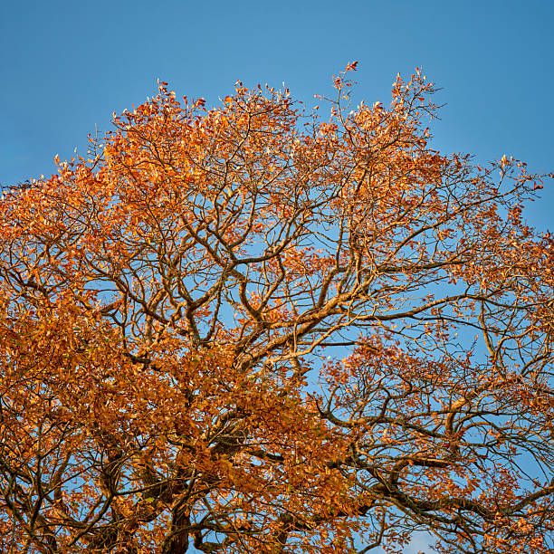 A magnificent image capturing the vibrant colors of a Danish autumn. The lush branches of an oak tree, clad in warm orange leaves, contrast beautifully with the clear blue sky, showcasing nature's elegance.