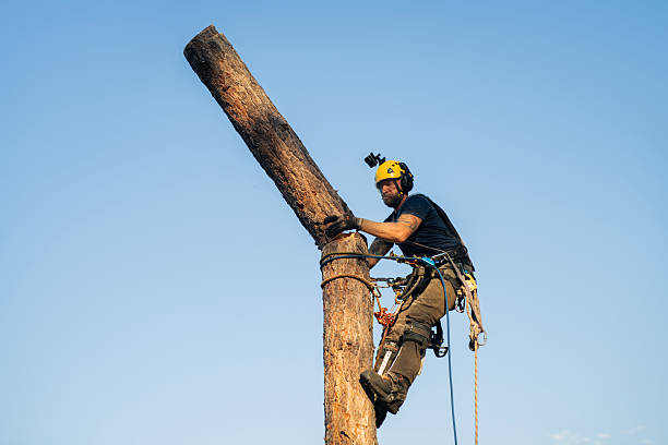 istock Professional logger dismantling tree in safety gear. 2230678023