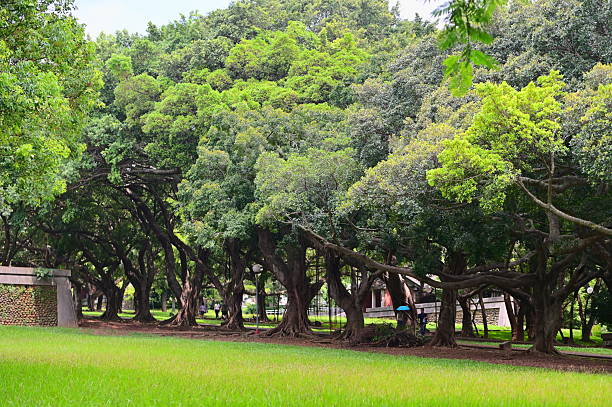 istock Banyan Tree Forest with Aerial Roots and Prop Root System in Taiwan 2230682044