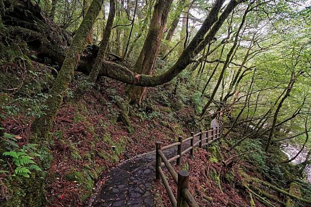 istock Yakusugi Land, Yakushima, Japan 2230684764