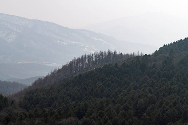 The pine trees on the mountaintop and the distant city - environmental and artistic concepts