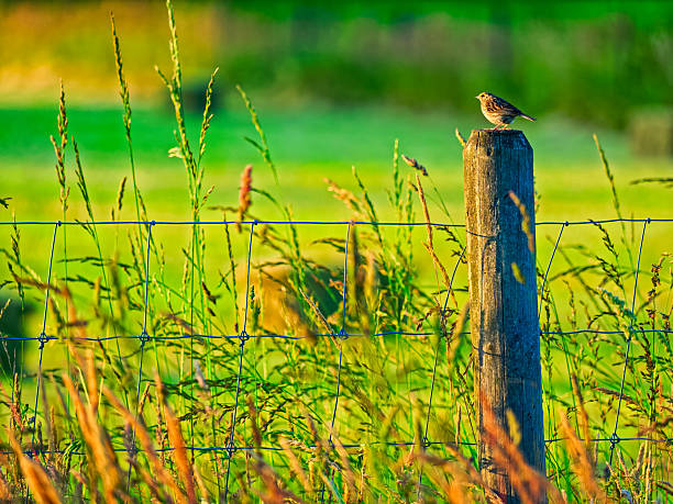 Farm fence found on the Saanich Peninsula on Vancouver Island, British Columbia