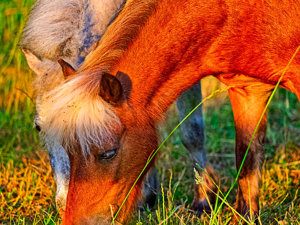 Fat and happy- small pony horse grazing on spring grass after a hard winter in rural Shropshire.