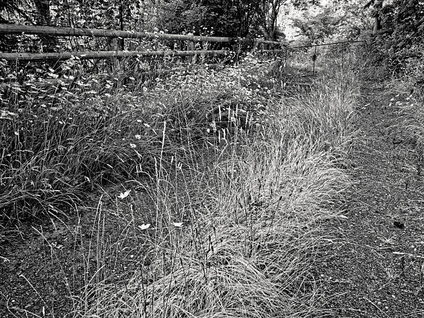 Country road leading to a farm found on the Saanich Peninsula on Vancouver Island, British Columbia