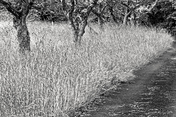 Country lane on a farm found on the Saanich Peninsula on Vancouver Island, British Columbia