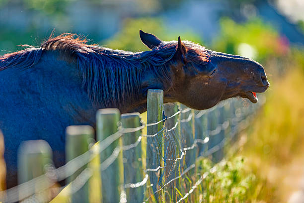Horse ranch on the Saanich Peninsula on Vancouver Island, British Columbia