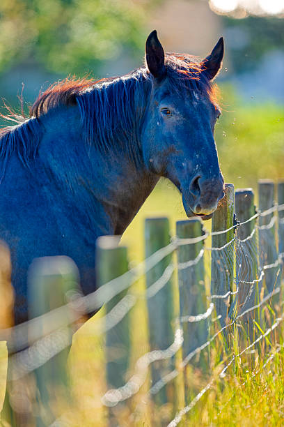 Horse ranch on the Saanich Peninsula on Vancouver Island, British Columbia