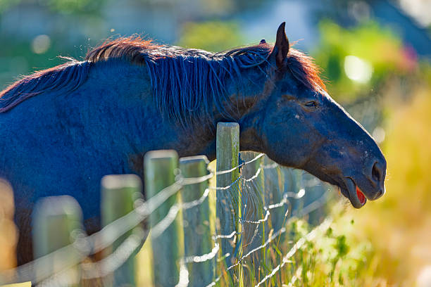 Black and white photo of Clydesdale horse at fence