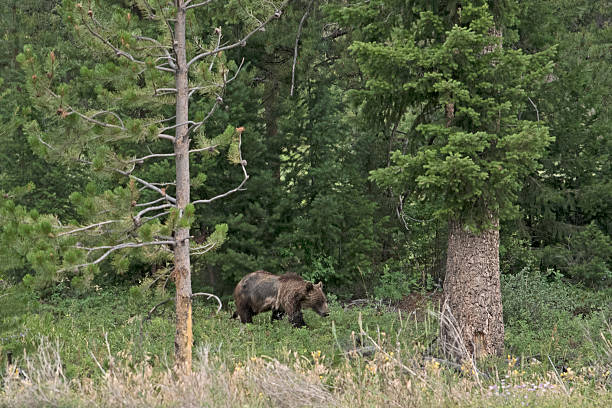 istock Grizzly Bear inside Yellowstone National Park 2230687003