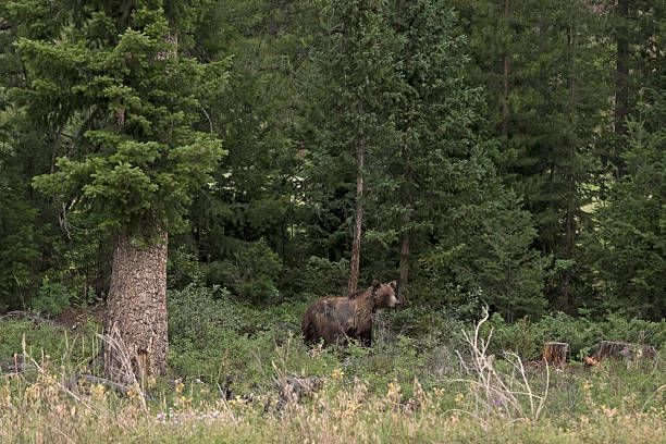 istock Grizzly Bear inside Yellowstone National Park 2230687012