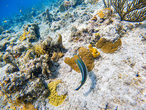 istock Underwater Scene in San Andres, Colombia 2230687735