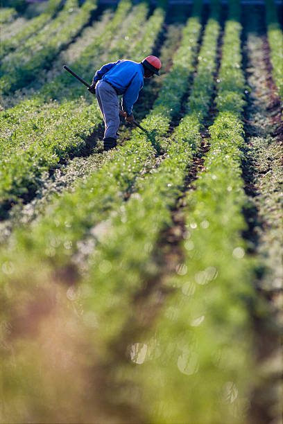Vancouver Island Saanich Peninsula on May 31 2005: Ethnic farm laborer tending a crop found on the Saanich Peninsula on Vancouver Island, British Columbia