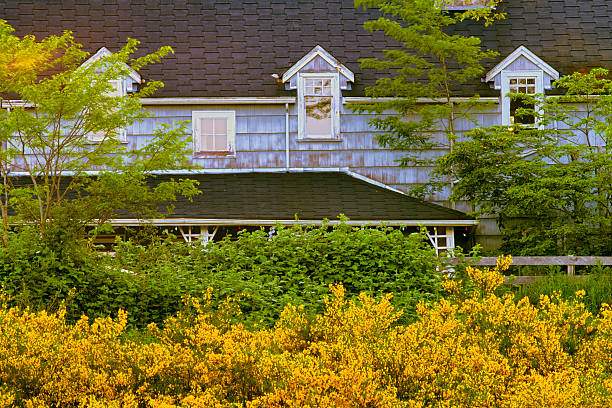 Vancouver Island Saanich Peninsula on June 18 2005: Early morning view of a farmhouse amongst yellow broom flowers seen found on the Saanich Peninsula on Vancouver Island, British Columbia