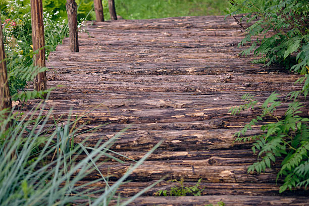 istock Wooden pathway through lush greenery invites exploration in a tranquil outdoor setting 2230688189