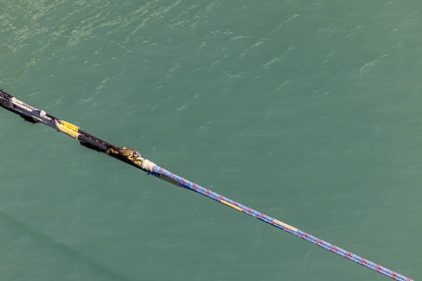 A old Iguana is crawling on the rope which are connected between the cruise and bollard