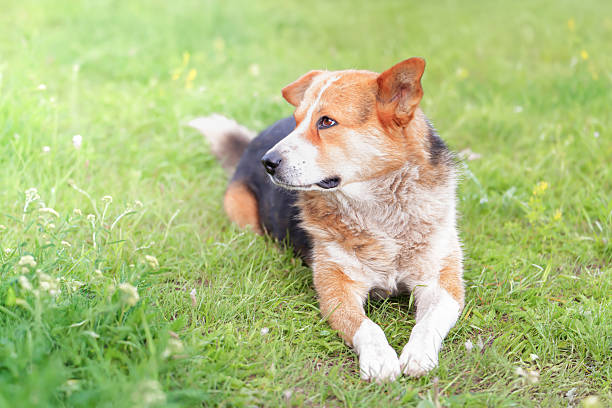 A domestic mongrel dog lies comfortably on a green grass patch, enjoying the warm sunshine. With a relaxed posture and attentive expression, the dog appears content and at ease in its friendly surroundings. This serene moment captures the joy of a peaceful day in nature.