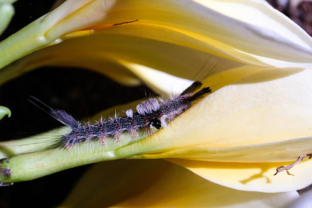 A tussock moth caterpillar perches on a yellow frangipani flower in macro perspective. Close-up shot of a black, hairy caterpillar feeding on the flower. Macrophotography with negative space.