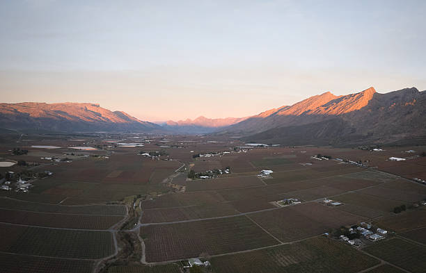 Large green vineyard below Piketberg Mountain in Western Cape, South Africa
