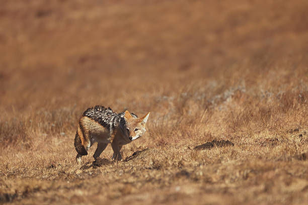 A black backed jackal forages for food in the dry Savannah on a windy day. The black-backed jackal is a medium-sized canine native to eastern and southern Africa