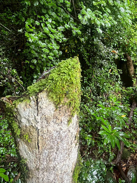 istock Close-up of moss on a blurred natural background. 2230698524