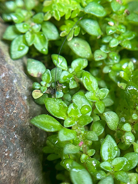 istock Close-up of a seedling sprouting against a blurred natural background. 2230698609