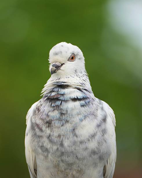 istock Portrait of a Rock Pigeon 2230698675