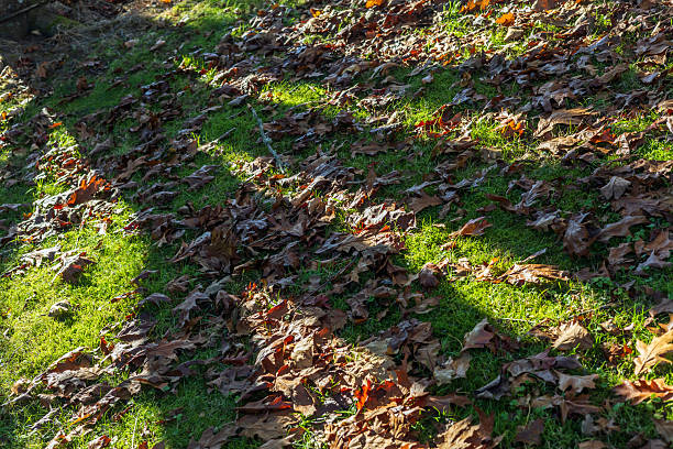 Close-up of orange autumn leaves that have fallen to the ground in a park and are illuminated by the warm autumn sun.