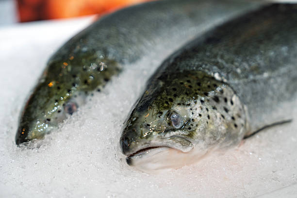 Detailed close-up of a fresh salmon fish head displayed on ice at a seafood market.
