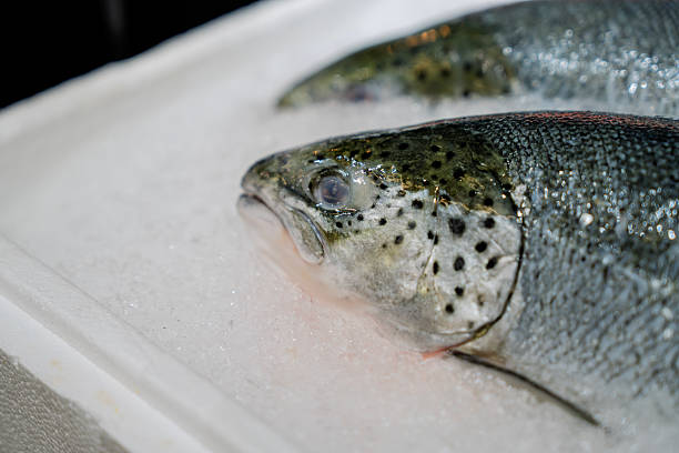 Fresh Murray cod (Maccullochella peelii) fish freezing on the ice at a fish market, is a large Australian predatory freshwater fish of the genus Maccullochella in the family Percichthyidae.