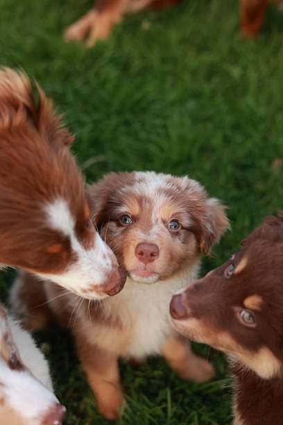istock Three puppies are playing together in a grassy field 2230701054
