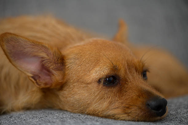 Macro close-up of an adorable red miniature pinscher lying on a sofa indoors.