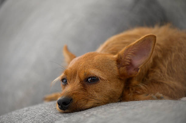 istock Red miniature pinscher close-up lying on sofa 2230701636
