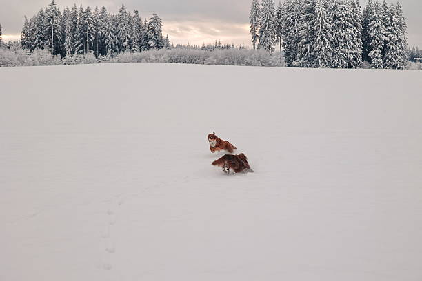 Two dogs are running in the snow. Scene is playful and joyful. The dogs are enjoying their time in the snow, and the scene is lively and energetic