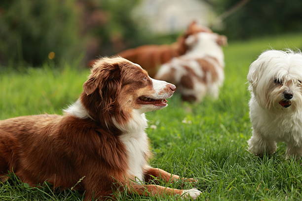 istock Three dogs are laying in a grassy field 2230701972