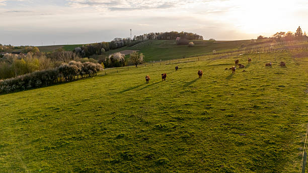 Three cows are lying on a green pasture. A beautiful landscape on a spacious pasture covered with fresh green grass, on which cows rest calmly lying on the ground. The topic of animal husbandry and cow grazing.