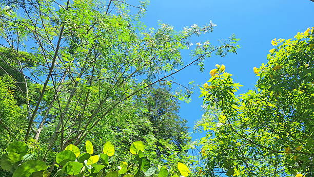 istock Bright green foliage under clear summer blue sky 2230702072