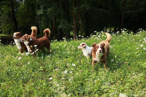 istock Three dogs are standing in a grassy field 2230702301