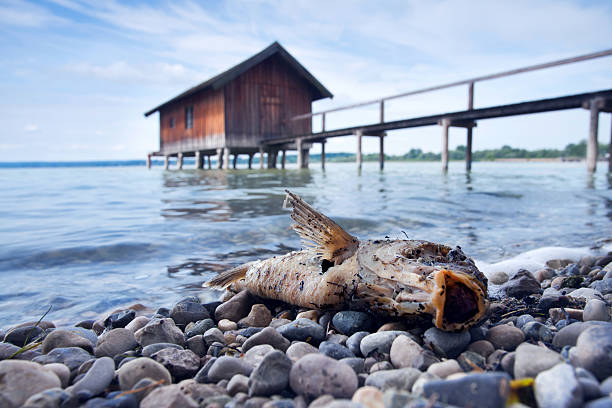an old wooden fisherman house at the Lake with a dead fish on the shore