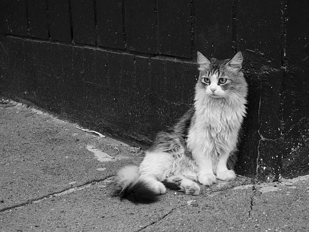 Long-haired cat resting peacefully near a dark wall in a black and white urban environment, enhancing the dramatic and moody atmosphere with its fluffy fur and curious gaze