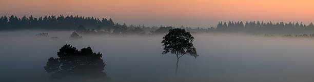 istock Sunrise with fog over a heather landscape 2230707943