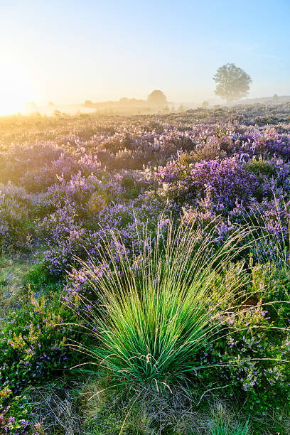 istock Sunrise over a heather landscape 2230707980