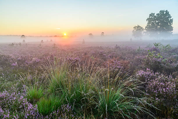 istock Sunrise over a heather landscape 2230708156